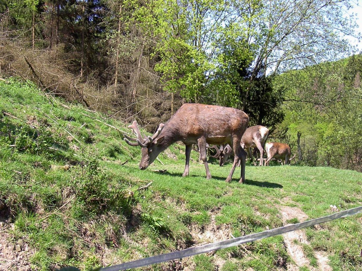 Birkenhain Stolberg i. Harz Εξωτερικό φωτογραφία